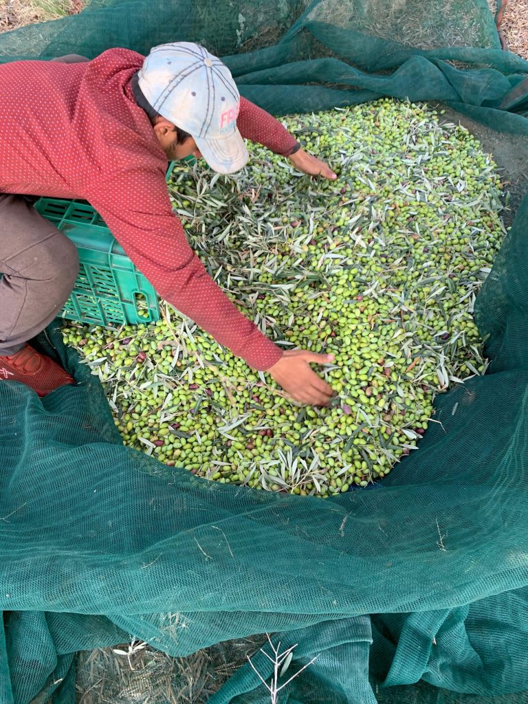 Harvested olives collected by hand