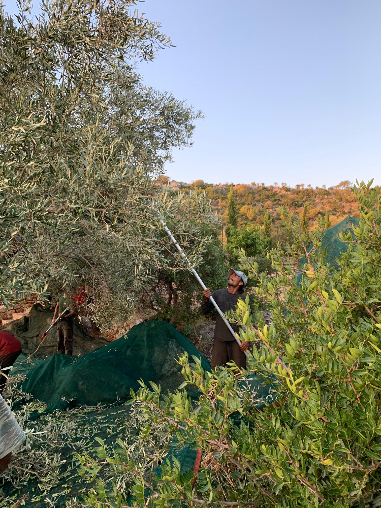 Olive harvest in the grove