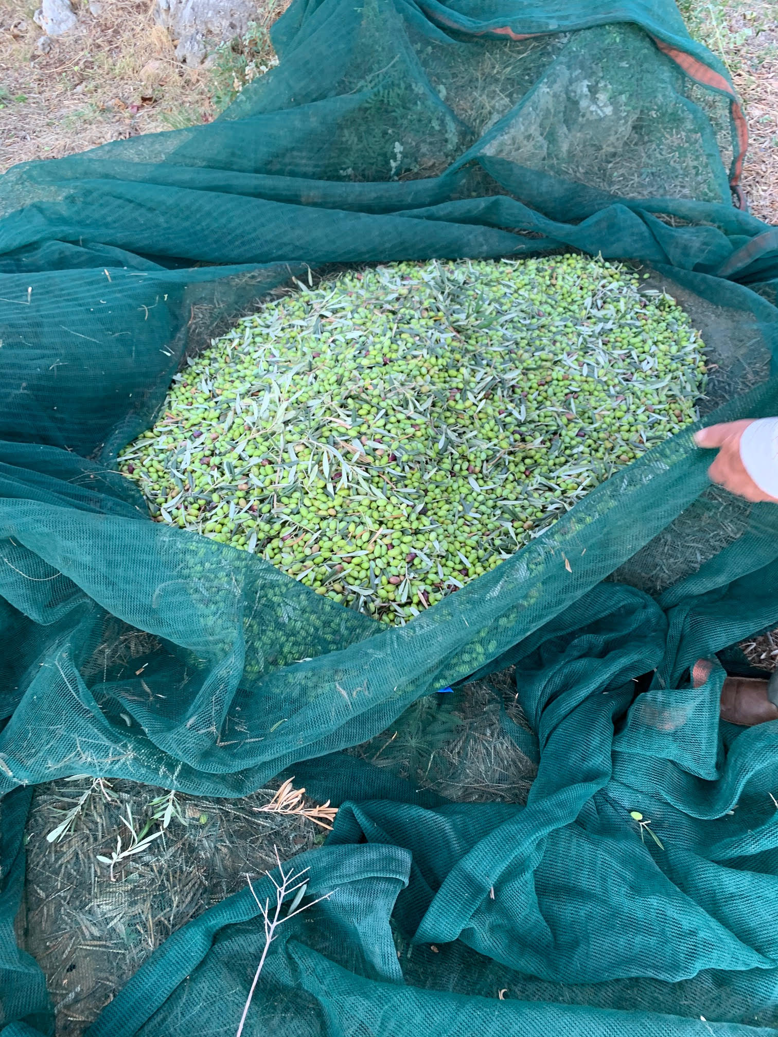 Fresh olives gathered in harvest nets