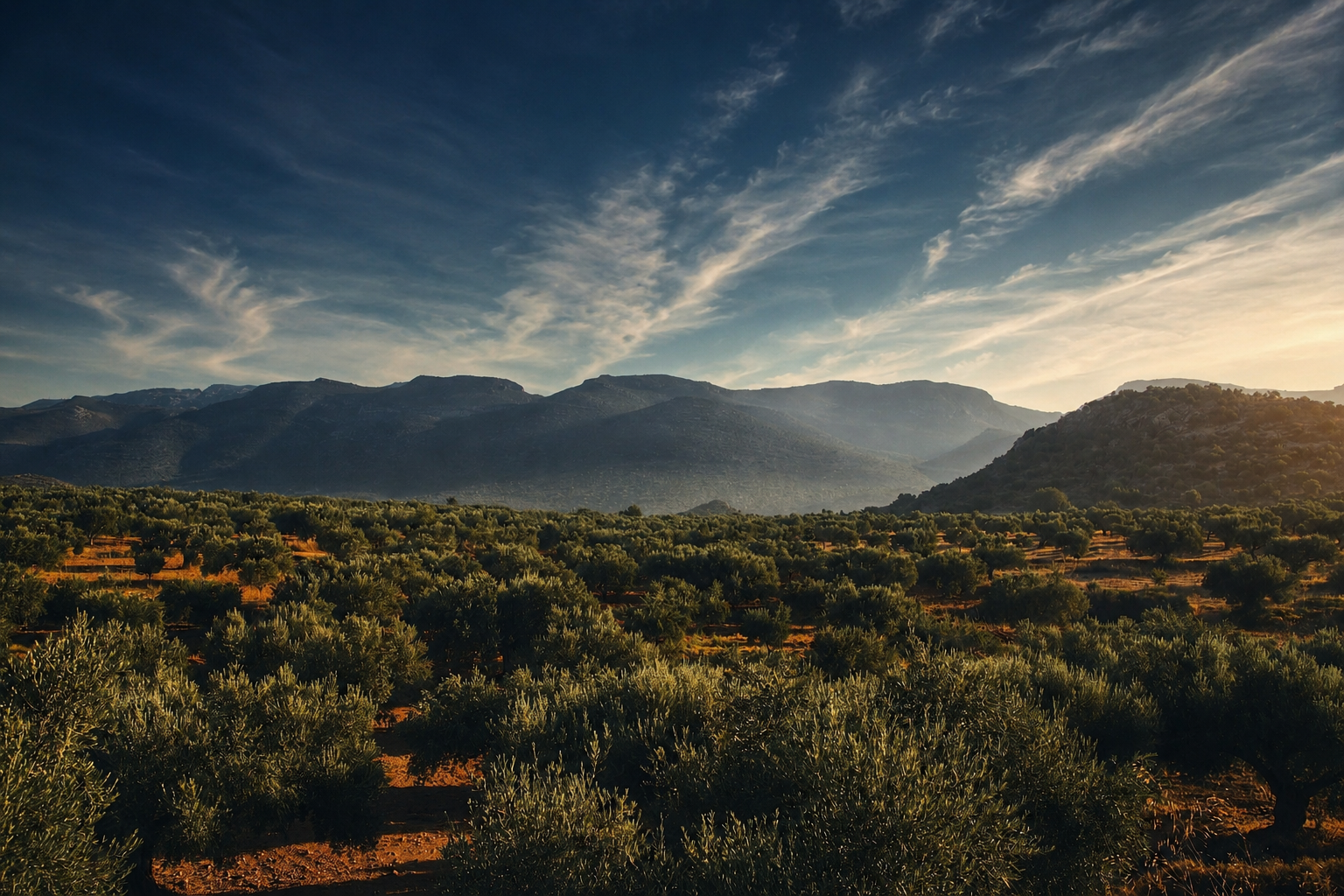 Sunlight over the Greek olive groves